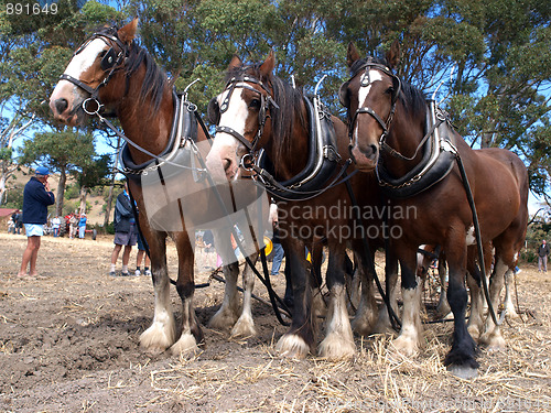 Image of Six Horse Team