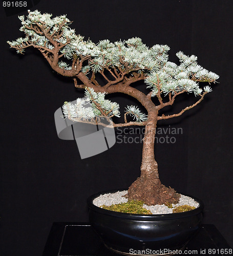 Image of Atlantic Cedar Bonsai