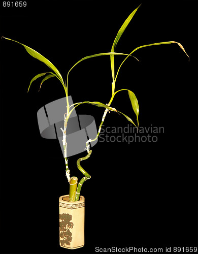 Image of Bonsai Bamboo Grown in Water