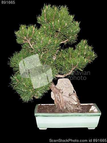 Image of Mugo Pine Bonsai