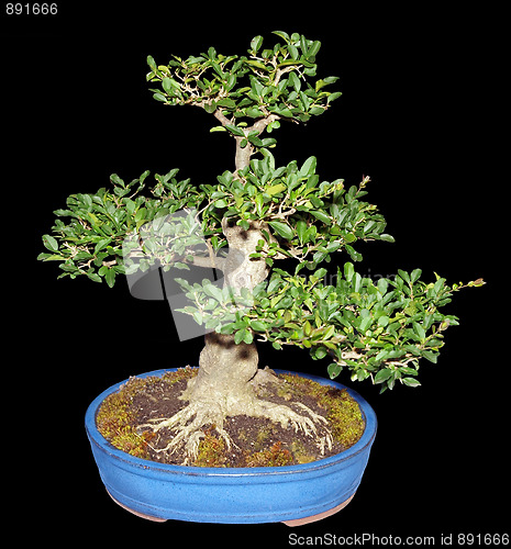 Image of Bonsai Privet