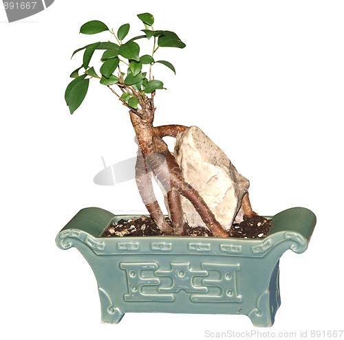 Image of Bonsai Tree 