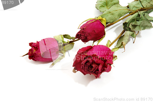 Image of Dried red roses