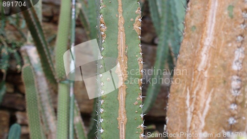 Image of Cactus