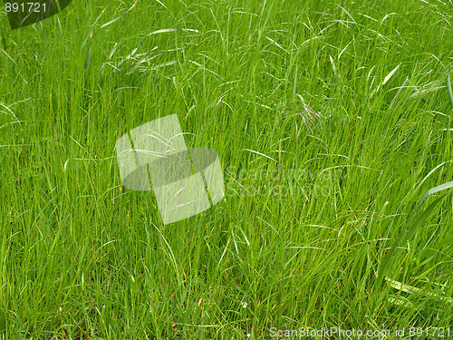 Image of Grass meadow