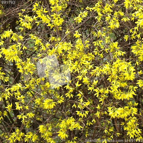 Image of Forsythia flowers