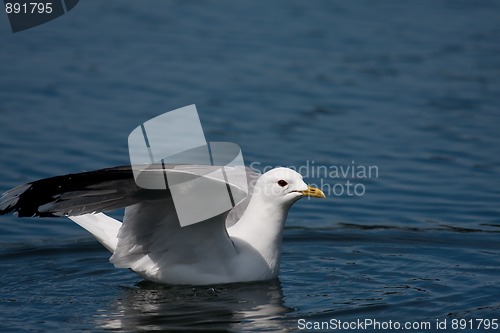 Image of Just landed