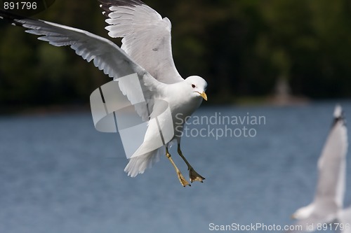 Image of flying seagull