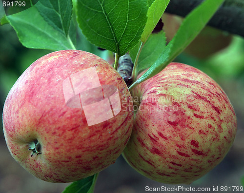 Image of A Pair of New Zealand Apples