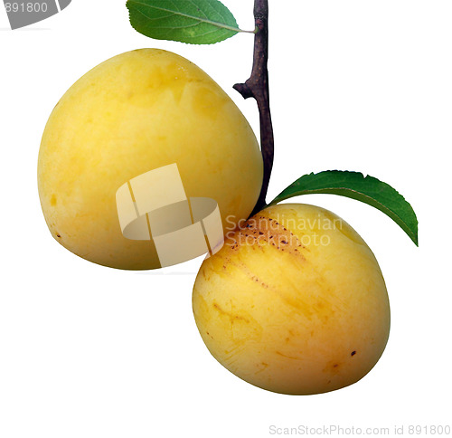 Image of Two Yellow Plums