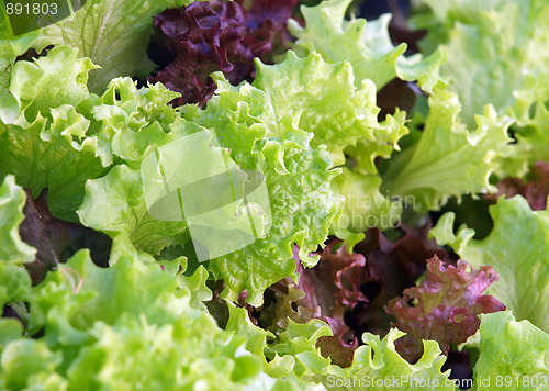 Image of Lettuce
