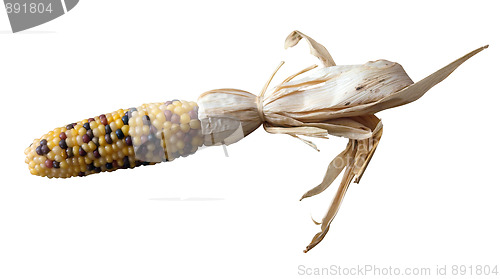 Image of Multicoloured Indian Corn