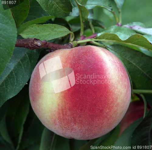 Image of Ripe New Zealand Peach