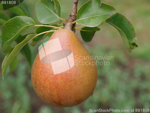 Image of Ripe New Zealand Pear