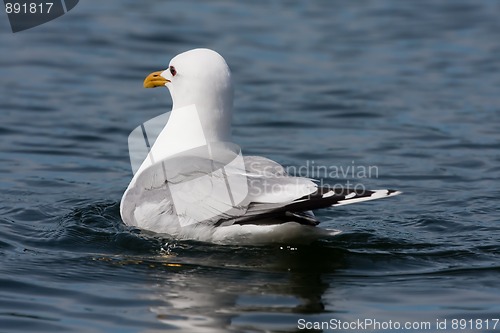 Image of Seagull