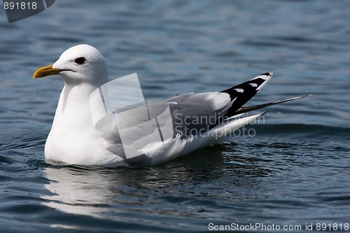 Image of Seagull