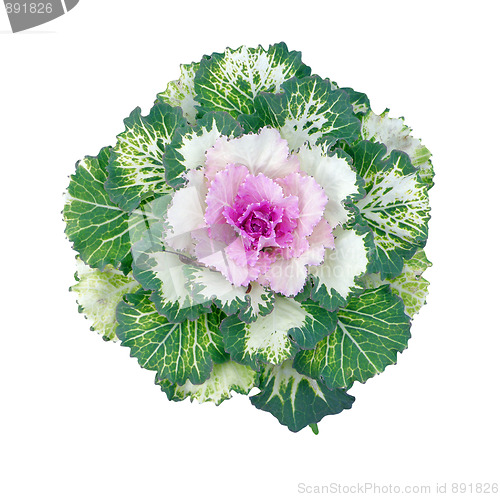 Image of Colorful Ornamental Cabbage