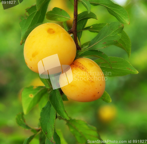 Image of Yellow Plums