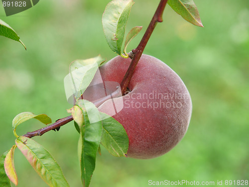Image of Ripe Peach