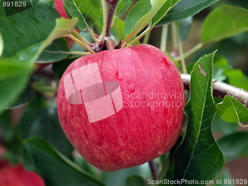 Image of An Apple A Day