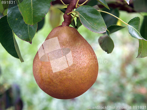 Image of A Single Ripe Pear