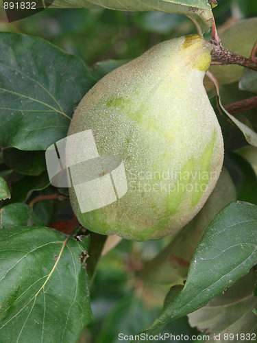 Image of  Ripening Quince