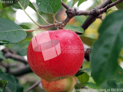 Image of Red Apple