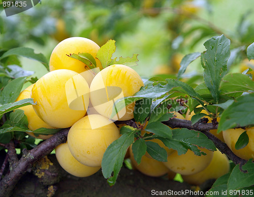 Image of Ripe Yellow Plums