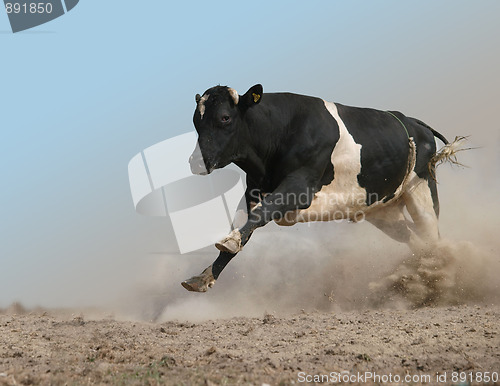 Image of Charging Bull