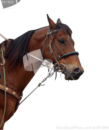 Image of Close up of a Cowboy's Pony Showing the Tack 