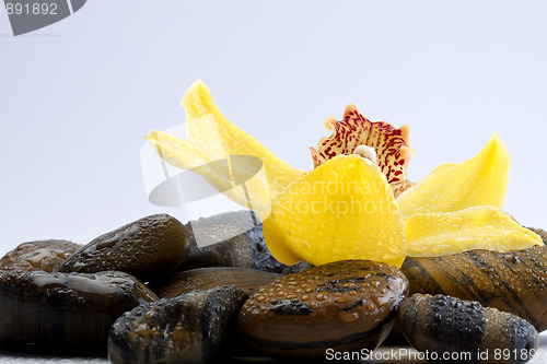 Image of therapy stones with flowers