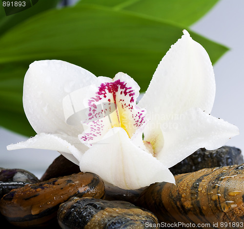 Image of orchid and stone