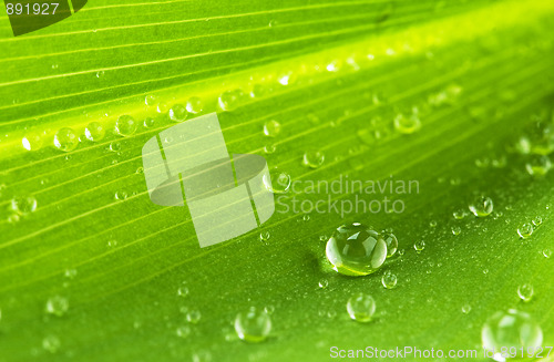 Image of water drops on green leaf 