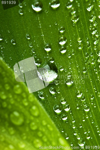 Image of Water drops