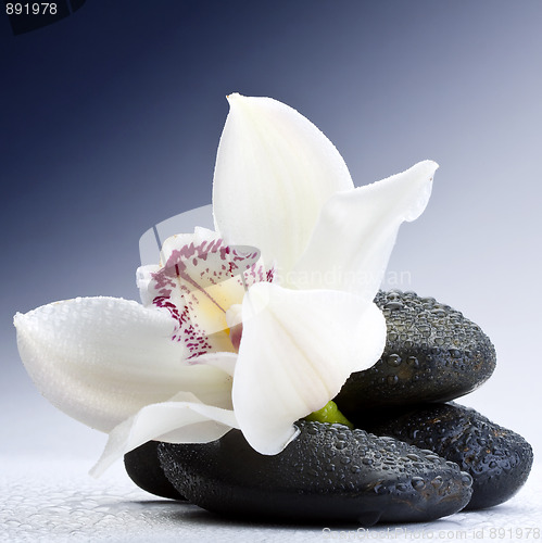 Image of stones and orchid