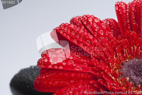 Image of rocks and gerber daisy