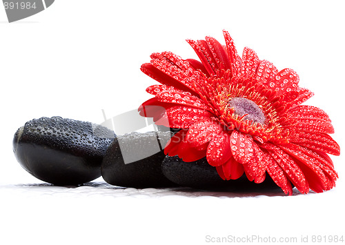 Image of gerber daisy and pebbles