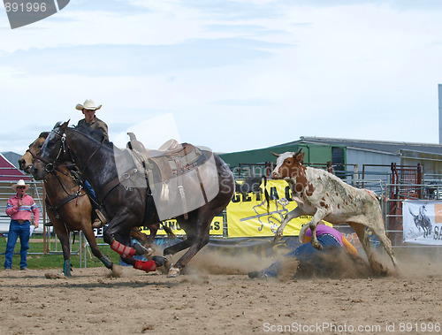 Image of Steer Wrestling Gone Wrong