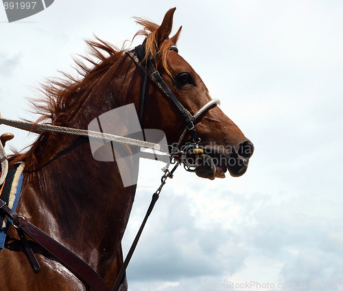 Image of Cowboy's Chestnut Horse