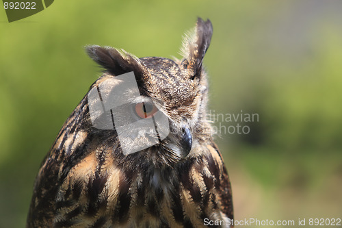 Image of Portrait of an owl