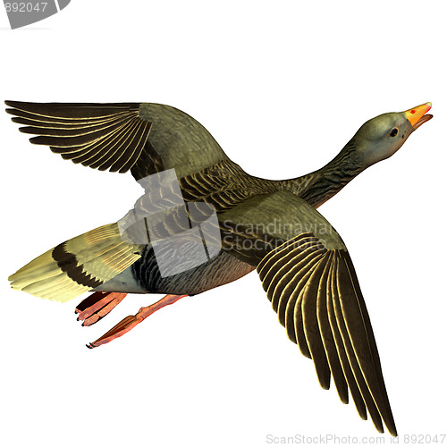 Image of flying goose