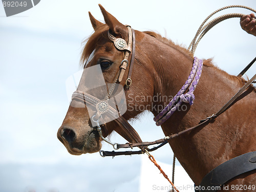 Image of The Cowyboy's Horse