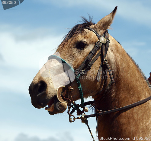 Image of Cowboy's Horse