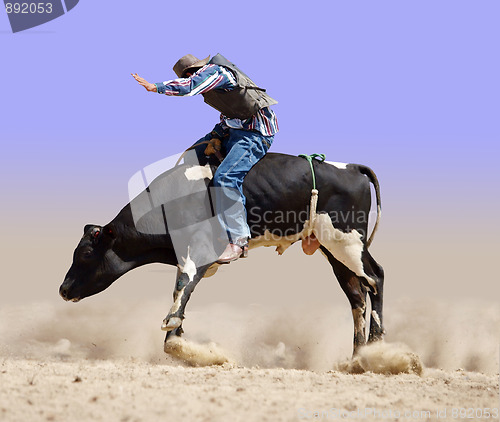 Image of Cowboy Riding a Fresian Bull 