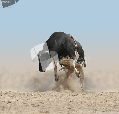 Image of Bucking Bull