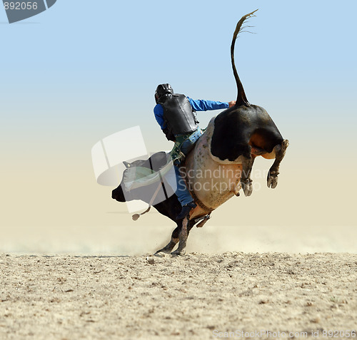 Image of Cowboy Riding a Large Fresian Bull