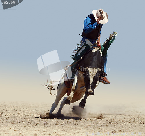 Image of Cowboy Riding a Fresian Bull 