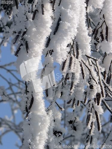 Image of Icy branches