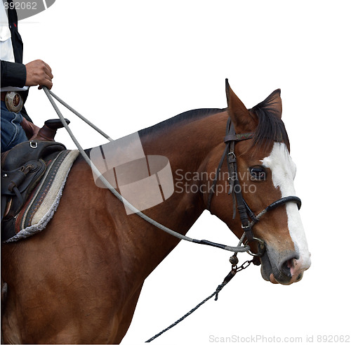 Image of The Cowboy's Hand