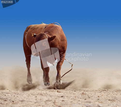 Image of The Winner is the Bull